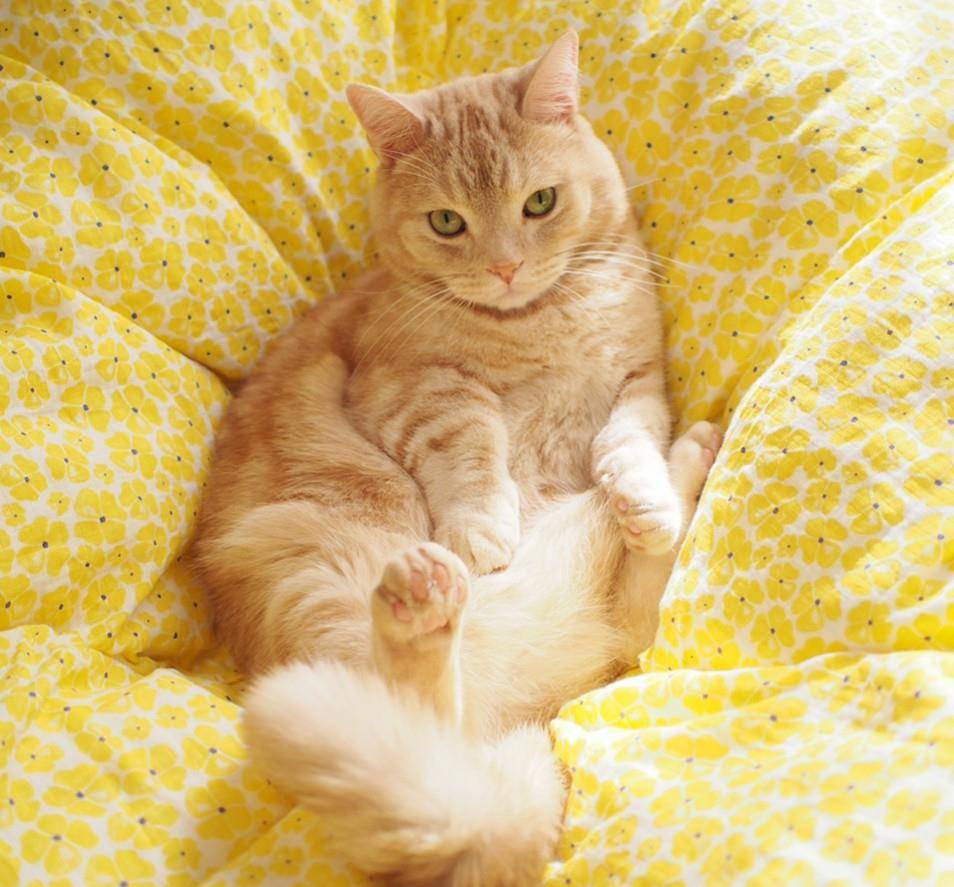 什么样的橘猫最漂亮 不肥不胖的橘猫 才是最可爱_漂亮