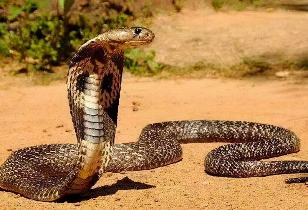 银环蛇vs眼镜王蛇图片