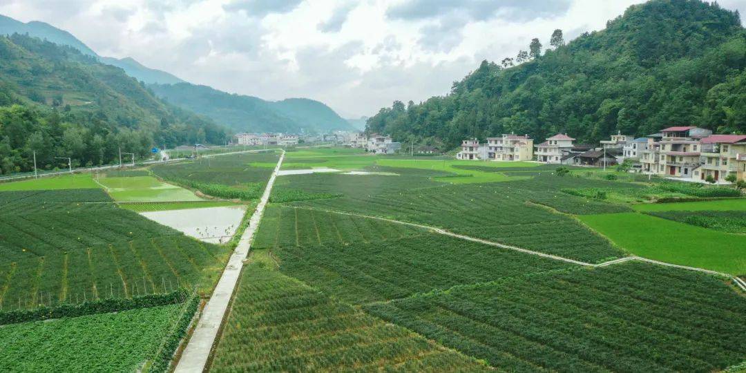 茯苓哪个产地最好