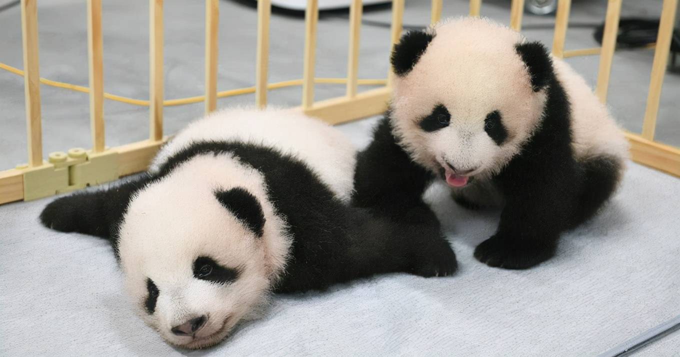 东京双胞胎熊猫幼崽看第一眼就萌化了10多万人争相为其取名