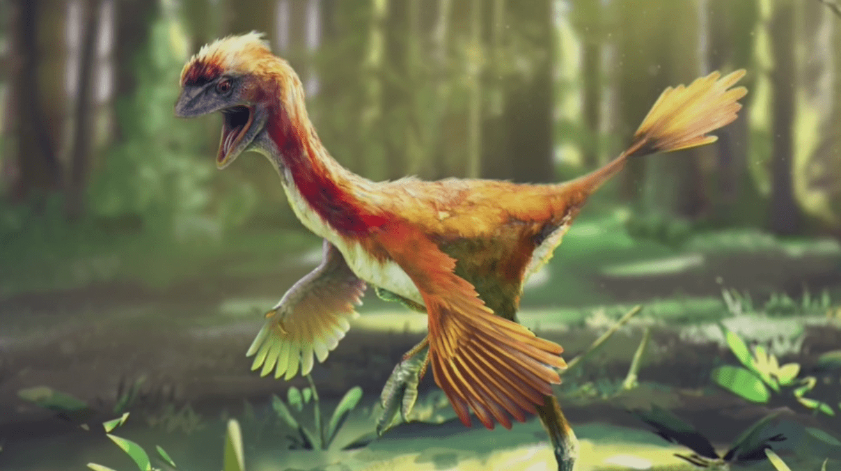 尾羽龙又叫尾羽鸟,是生活在1.