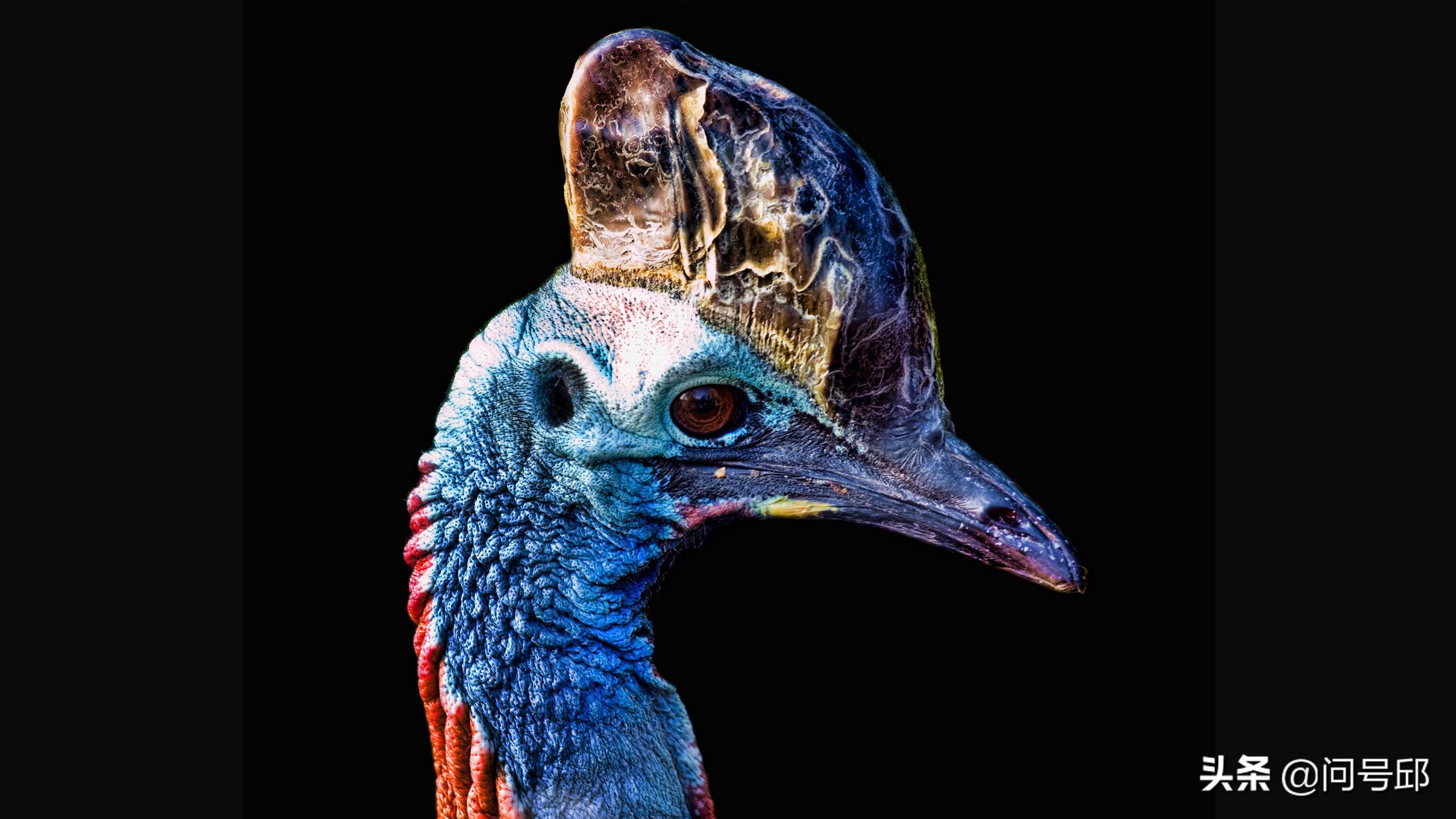 原创18万年前人类就开始饲养鹤鸵爪子能将人类开膛破肚