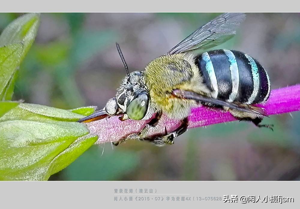 手机昆虫摄影:木蜂,绿芦蜂,彩带蜂,青条花蜂,切叶蜂,熊蜂