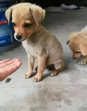 主人教中华田园犬握手 小狗狗很快就学会了 真的好聪明 动作 金毛 爪子