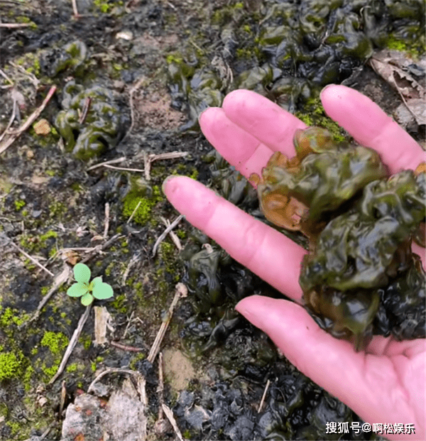 这菜就是地木耳,也叫做地皮菜,是只有下雨天才有的乡村美食,生长在