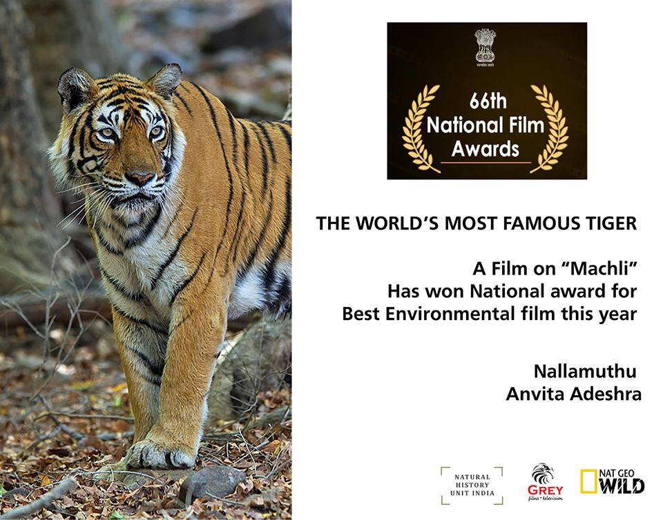 最强虎王玛琪莉,单杀4米巨鳄,需要几头狮子才能够对付?_伦滕_波尔_女