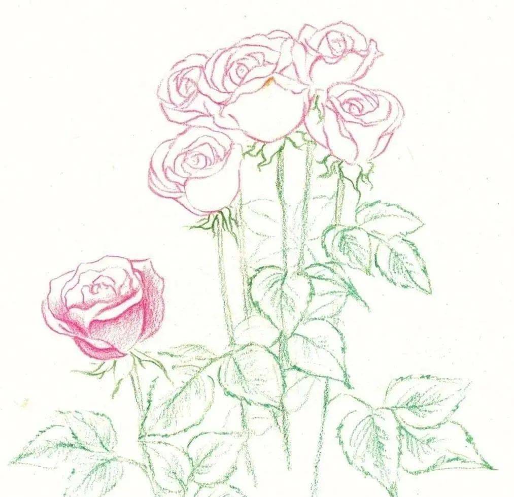 玫瑰花动漫画法图片