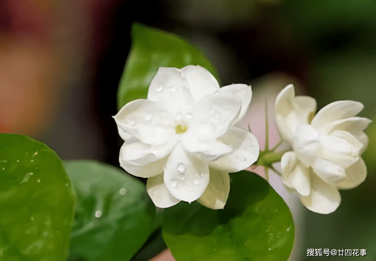 茉莉6月还不开花?