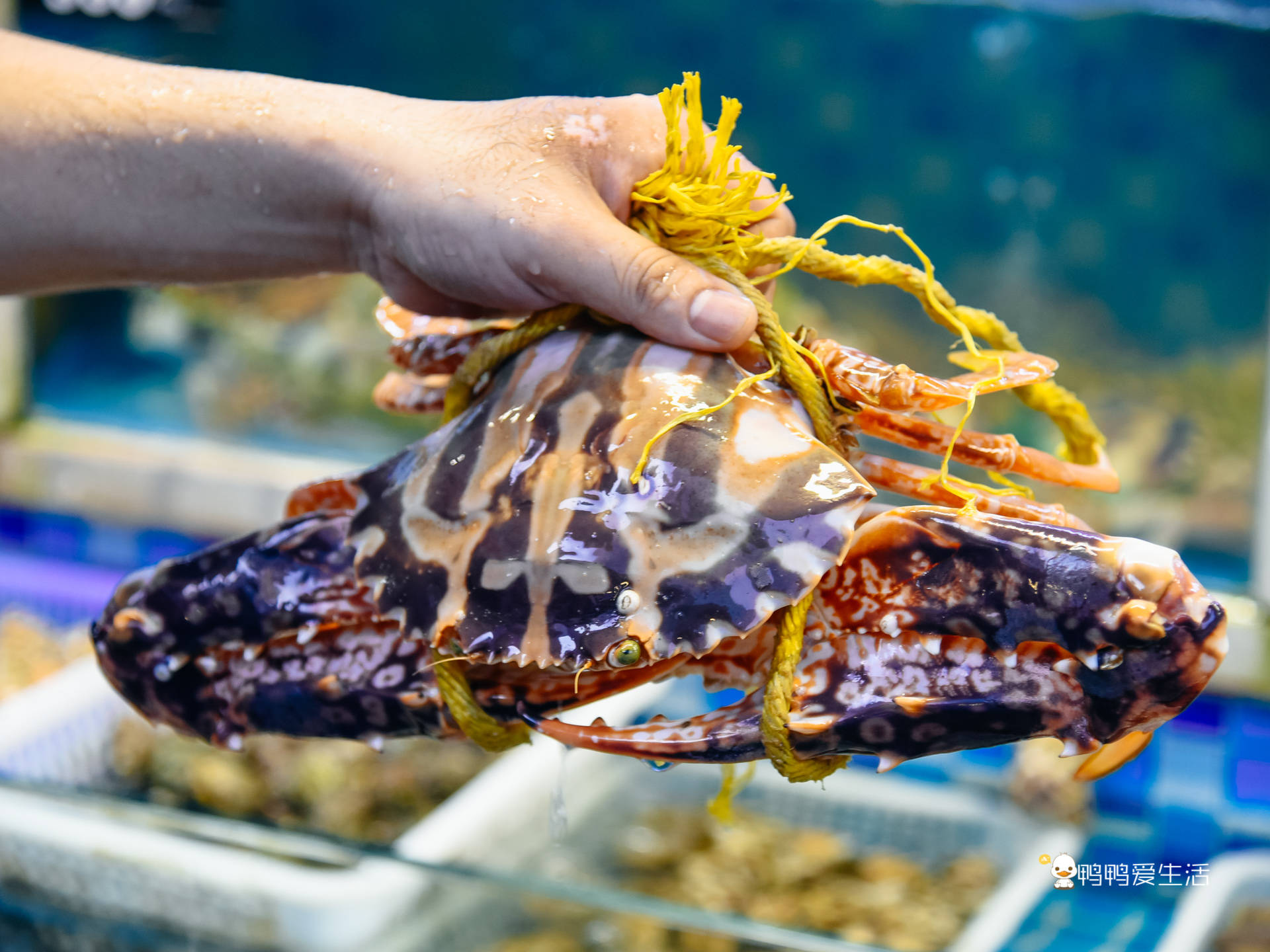 原创老厦门人都知道的四里建兴开业近40年红花蟹还能一蟹六吃