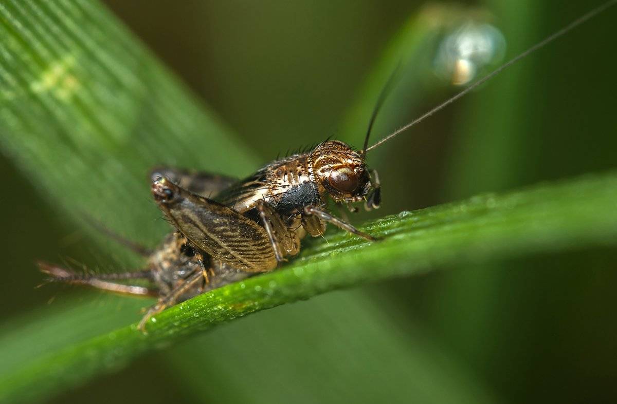 原创22只拱北海关截留活体蟋蟀蟋蟀到底有多坏名副其实的害虫