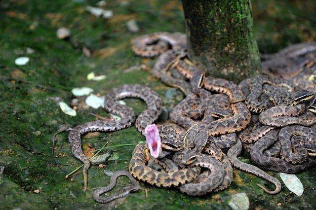原创大连蛇岛上的蛇为何越来越凶猛一度陷入末路如今重焕生机