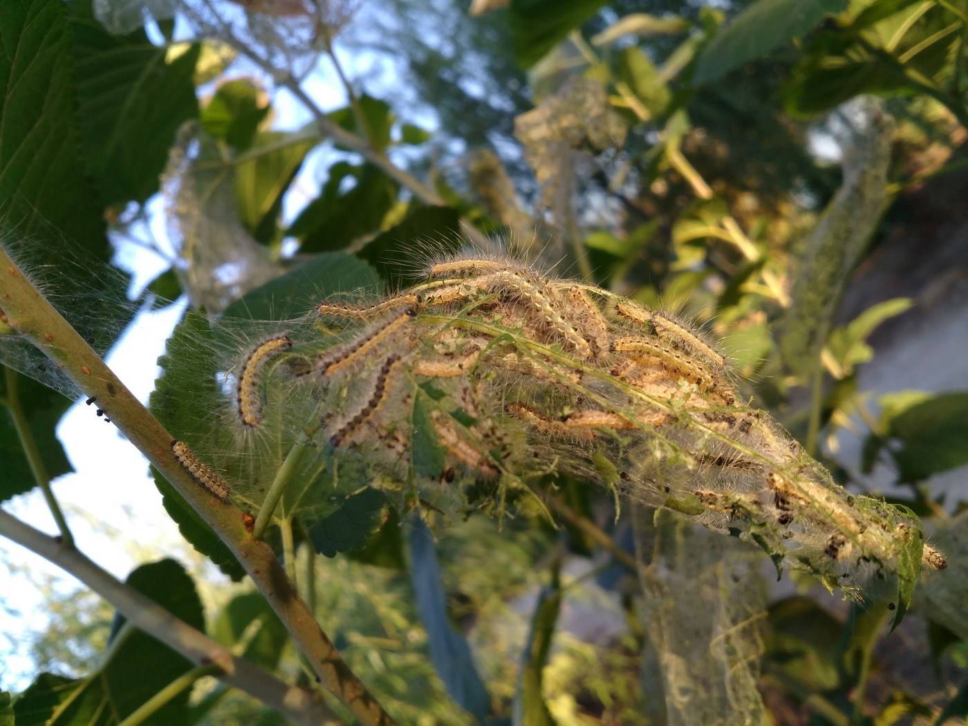 原创美国白蛾泛滥成灾已蔓延13省吃树皮啃树叶南方将失守