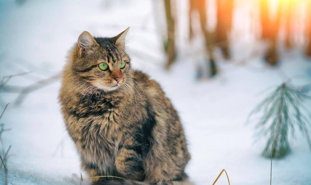 西伯利亚森林猫俄罗斯国猫