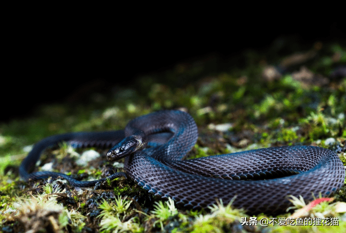 原创牢底坐穿蛇分享国家重点保护野生动物无毒蛇类不常见且珍稀