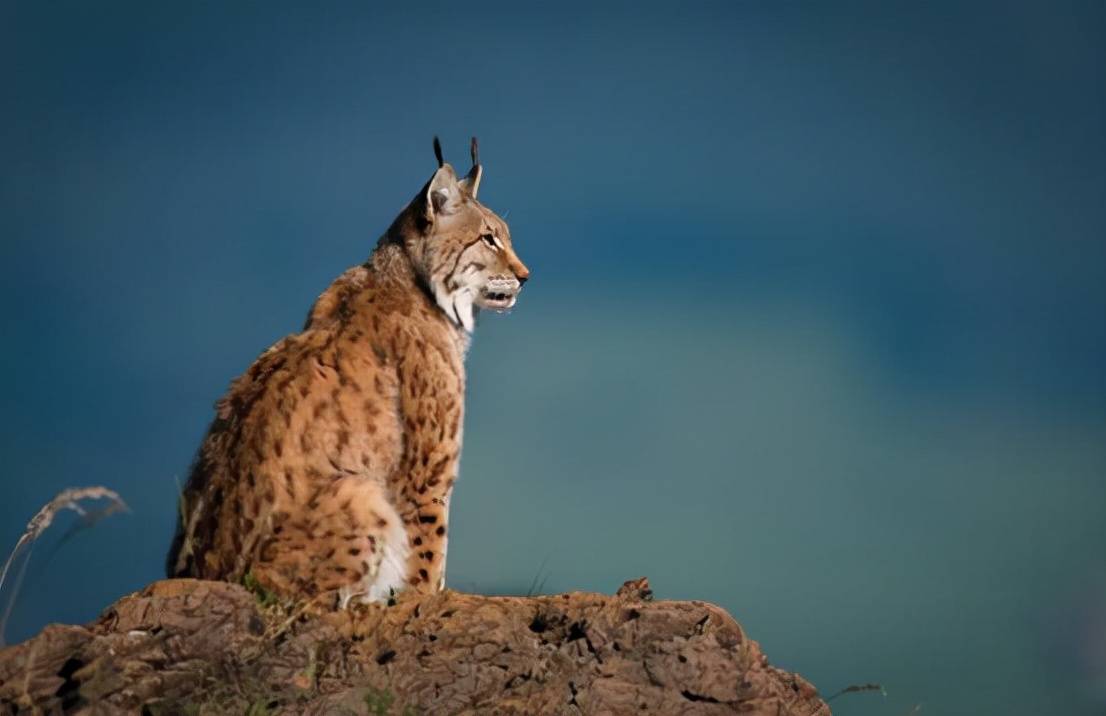 缩小版"百兽之王"现身内蒙古,看起来像只猫,却是低调的猛货_猞猁_居民