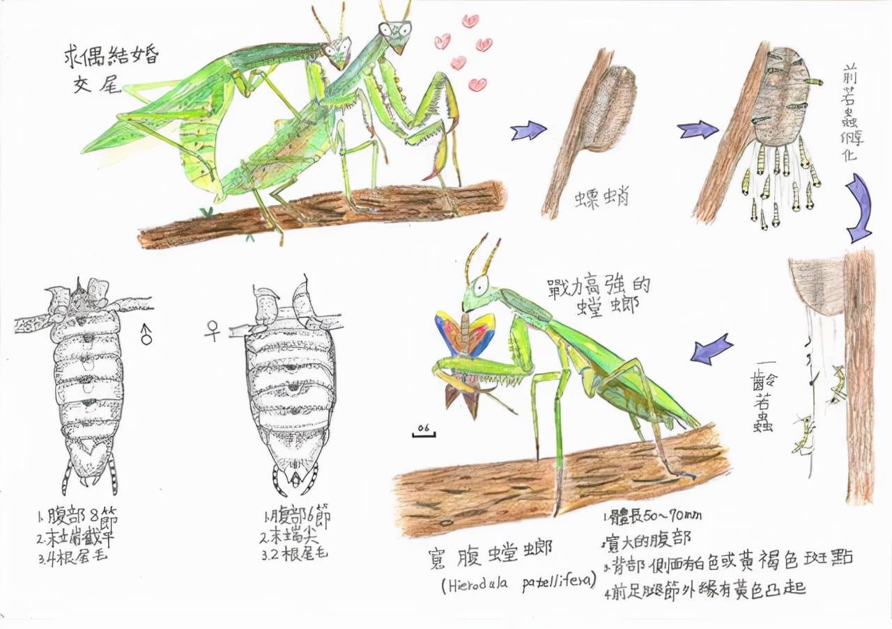 螳螂一生经过几个阶段图片