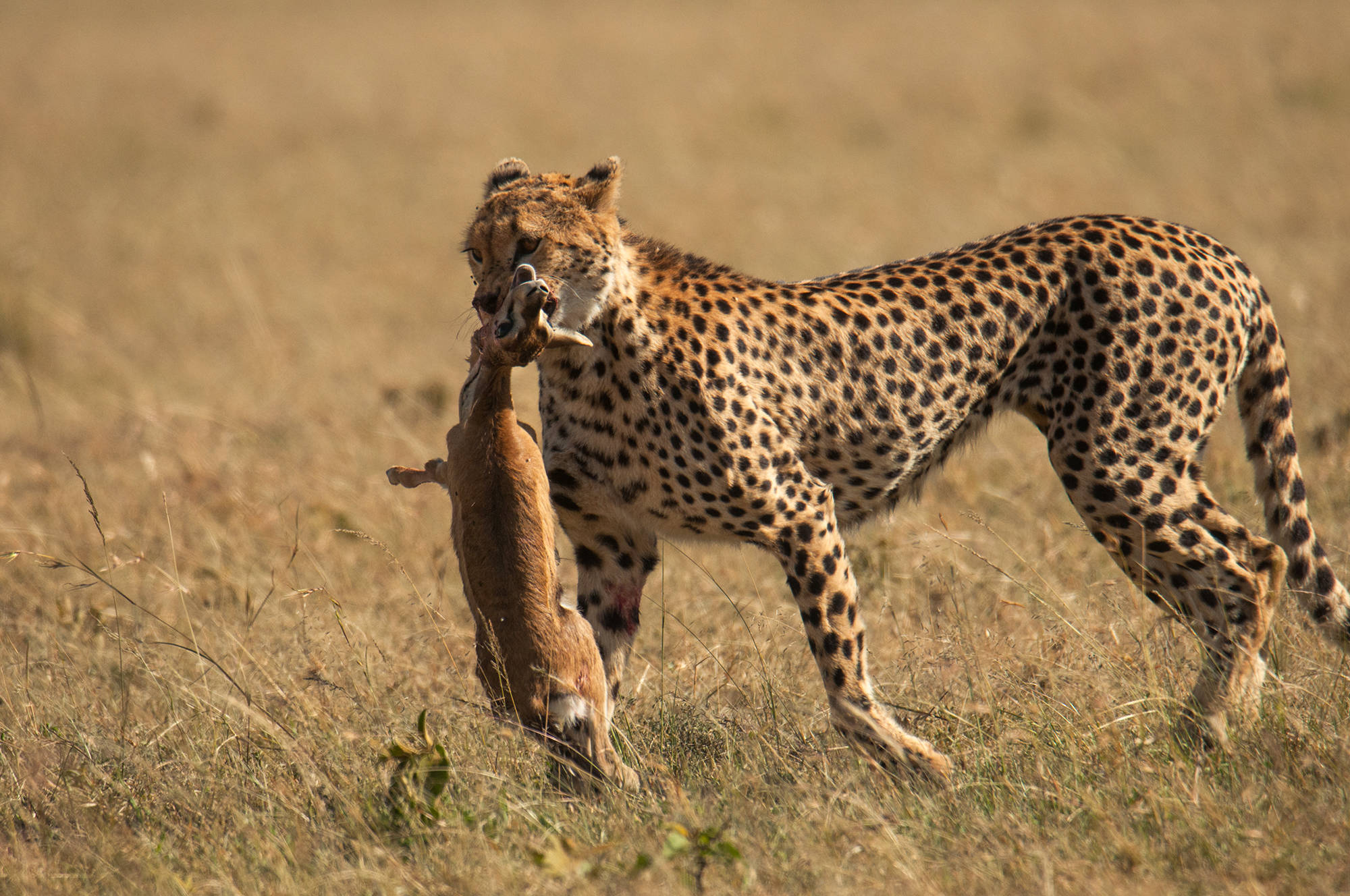 非洲草原上,猎豹与羚羊的悲欢故事_摄影_大自然_朋友