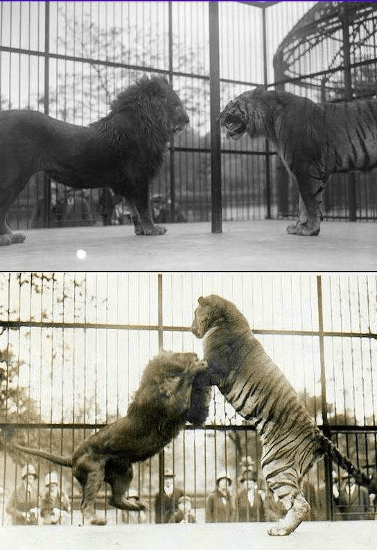 百獸之王巴巴里獅獨行猛獸堵住老虎西遷之路實力堪比東北虎