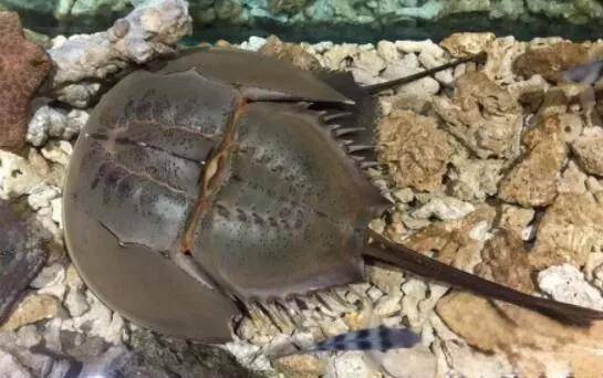 马蹄蟹有毒吗,马蹄蟹血液颜色诡异(价格不菲)_蛋白_生物_物质