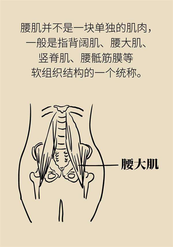 腰肌劳损怎么形成的图片