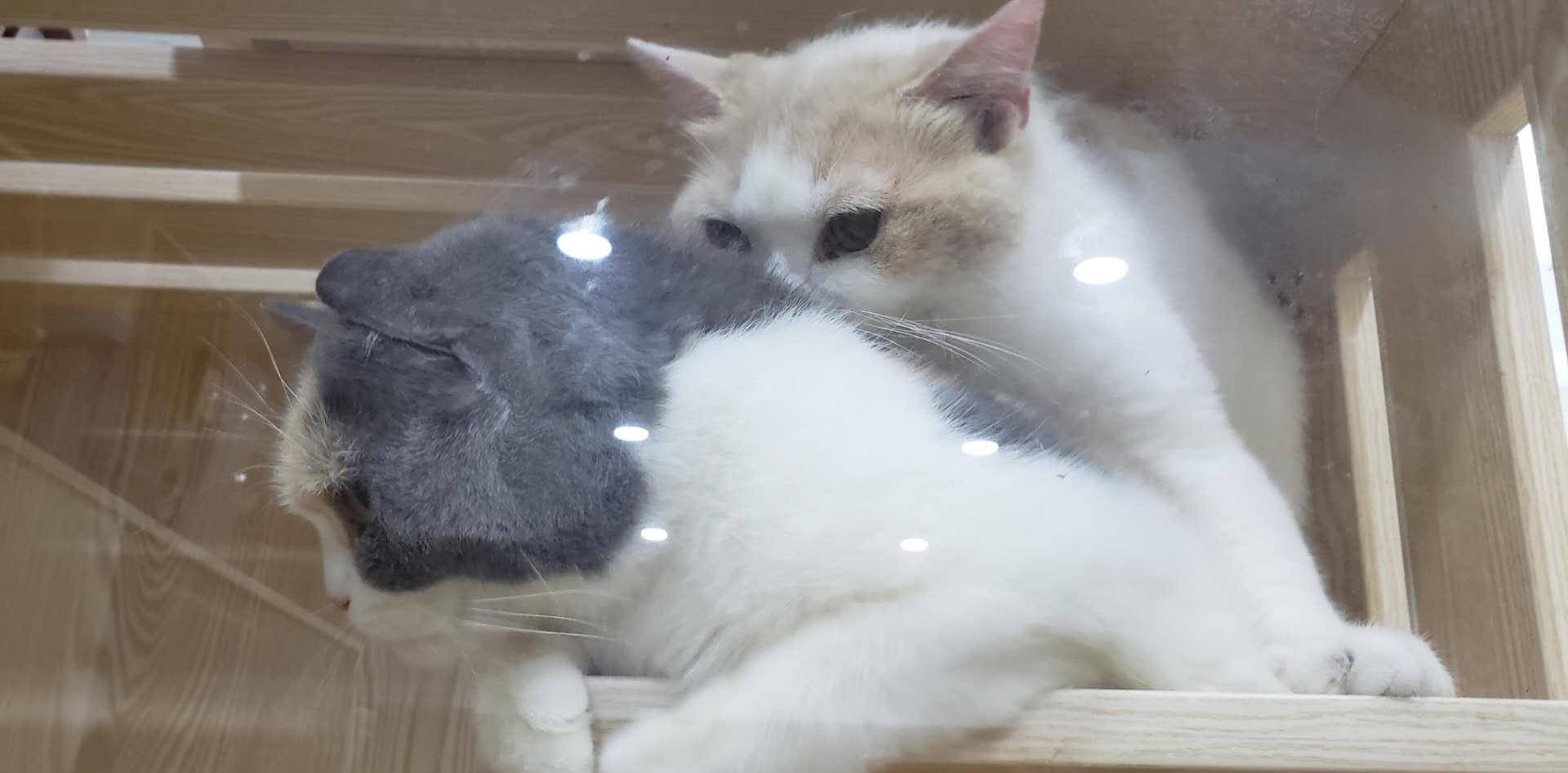 一般猫咪配种5-7天左右,母猫倘若没有交配成功会在一个月左右再次发情