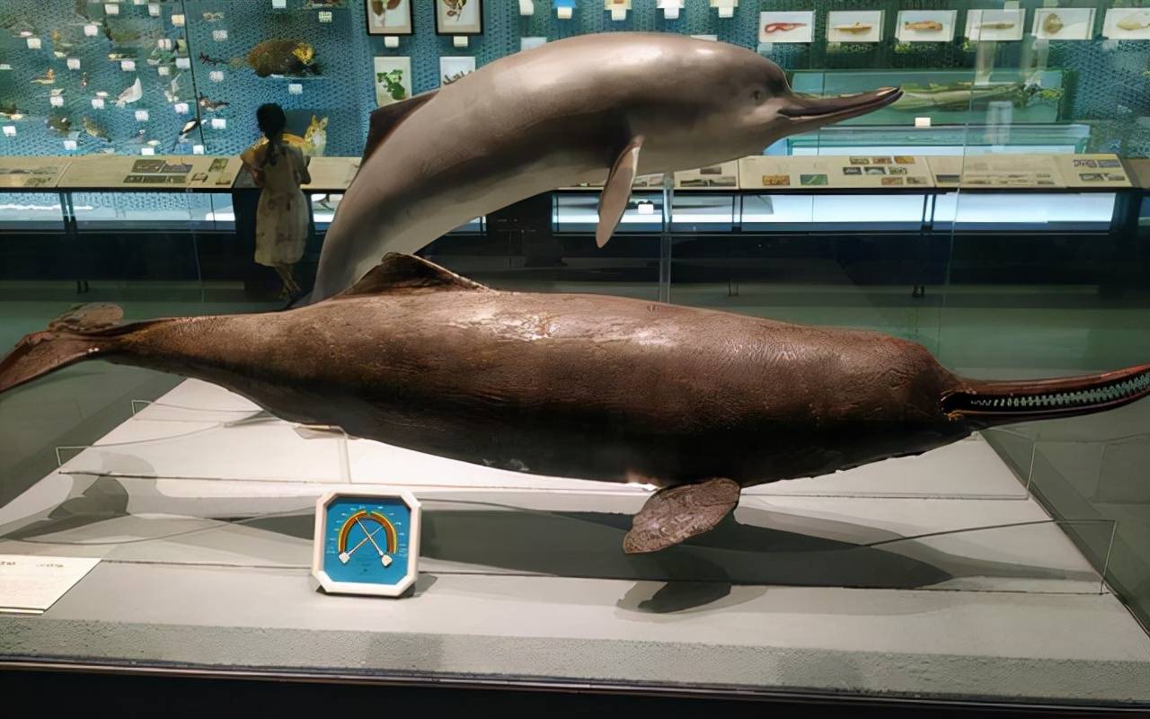 原创白暨豚或将重现销声匿迹多年的鳤频频出水长江十年禁渔