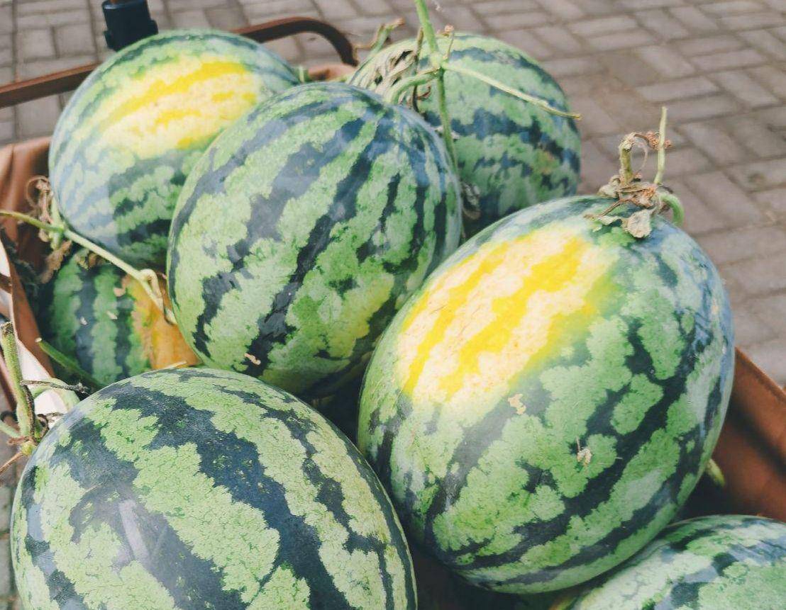 买西瓜就要挑母的牢记5个小技巧皮薄多汁老板夸你内行