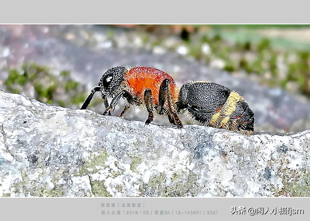 原创昆虫摄影绒蚁蜂听说过吗户外遇上了你会认为是只蚂蚁吗