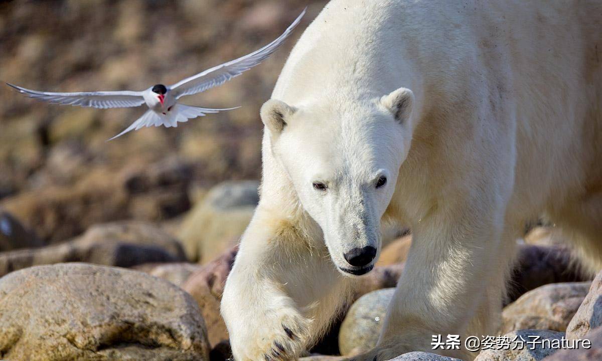 鳥中遷徙之王,出生一個多月,從北極飛到南極_燕鷗_雌鳥_夏天