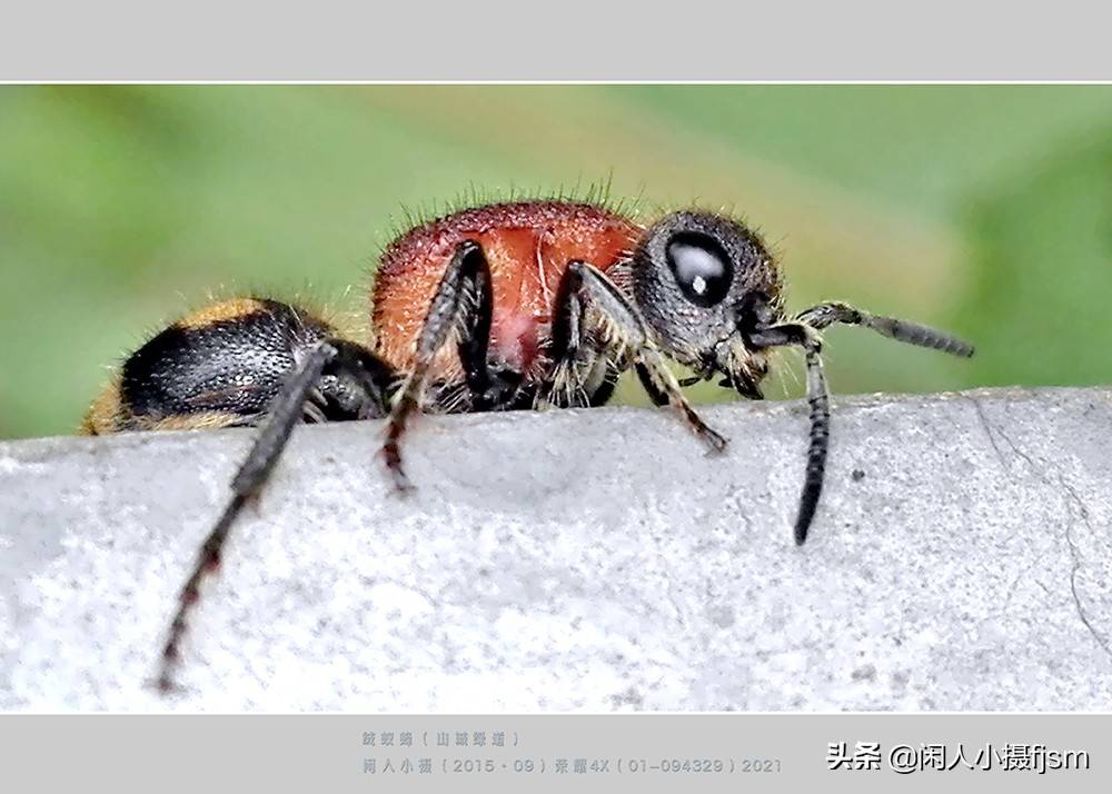 原创昆虫摄影绒蚁蜂听说过吗户外遇上了你会认为是只蚂蚁吗