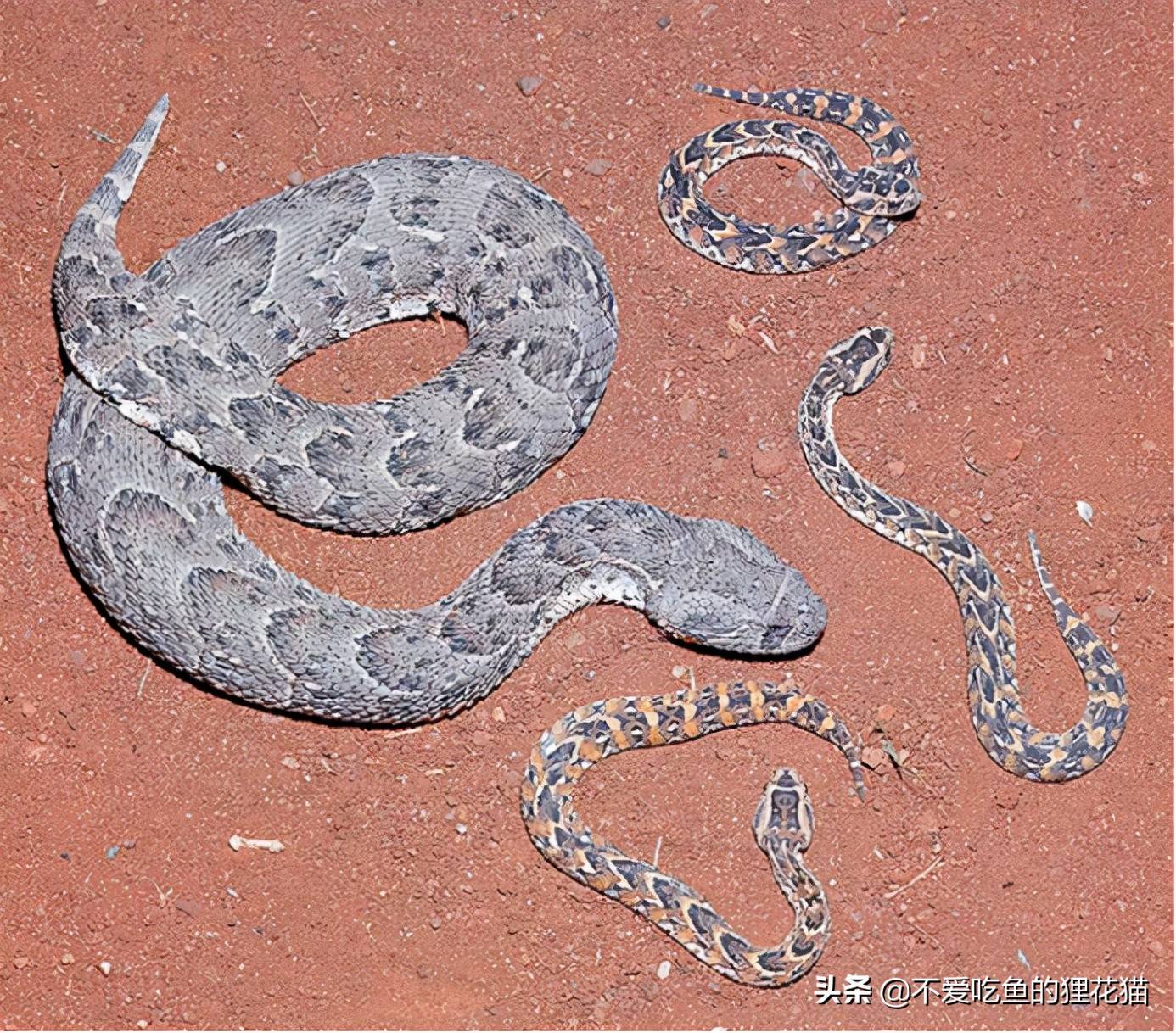 鼓腹咝蝰和幼蛇