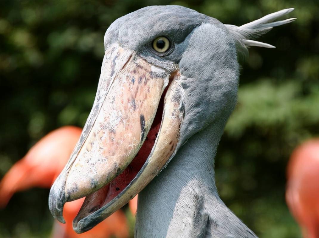 鲸头鹳奇特有趣的是,椰子蟹本是海洋动物,但由于它鳃腔内壁长着众多