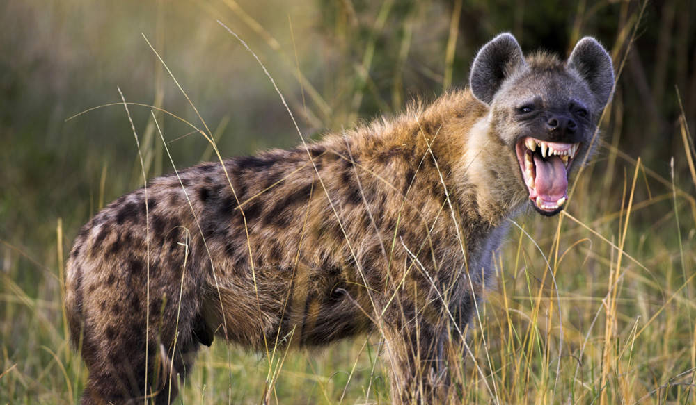 鬣狗为啥那么喜欢"掏肛"?在野外遇见鬣狗,捡石头打它管用吗?