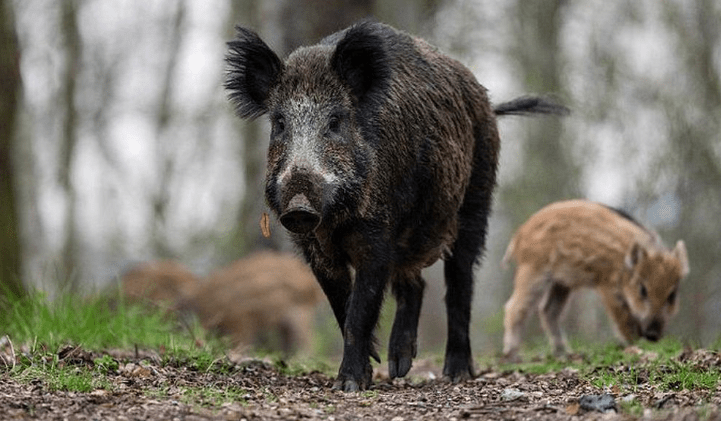 农村老人说猪是毒蛇的克星,猪为什么不害怕还吃它,不怕毒死吗_野猪