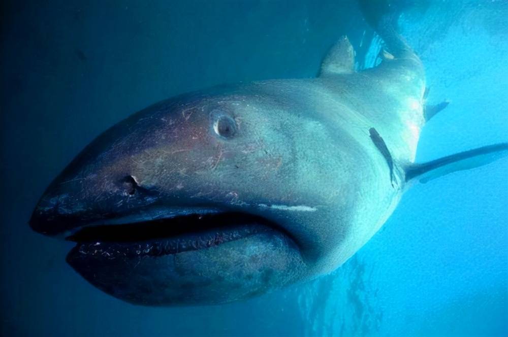 被冲上海岸的奇怪鲨鱼,全球只有70只每次出现不明生物被冲上岸,总是能