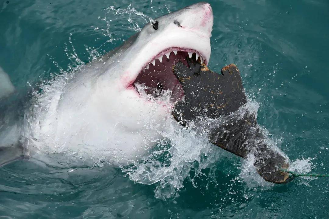 原创大白鲨吃人一时大意咬错了而已10p