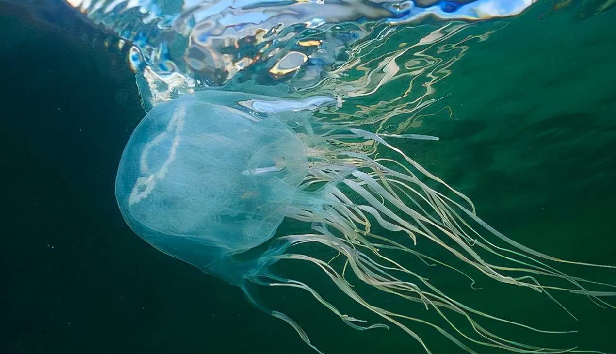 深海中的危险 几种恐怖的海洋生物