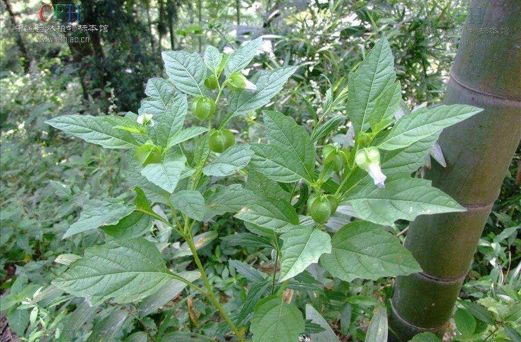 石花子特殊的物质在凝结剂作用下,凝固成型,柔滑剔透,比其他物质做