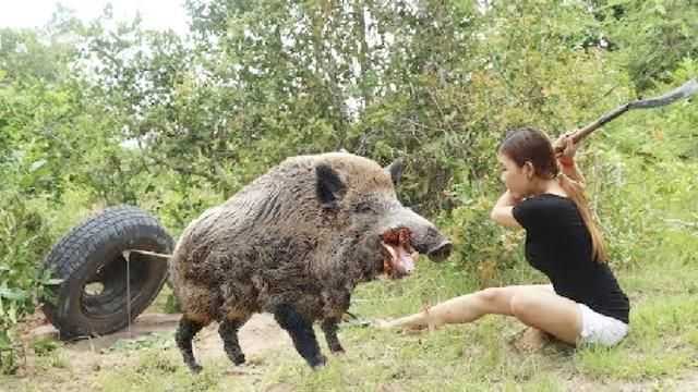 原创伊春农民遭400斤野猪袭击我国多地野猪泛滥成灾还用保护它吗