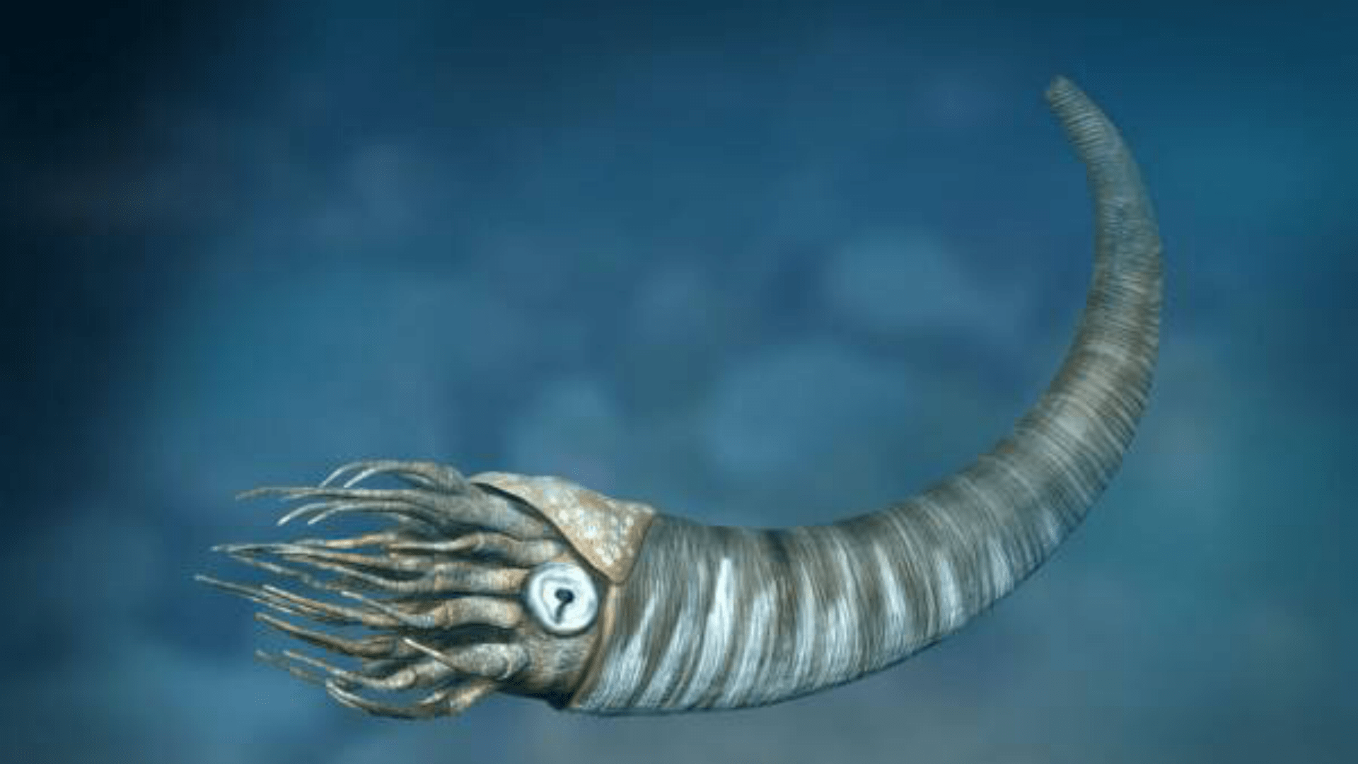 乌贼的前世今生—乌贼为什么被称为海洋中的"灵长类"动物?