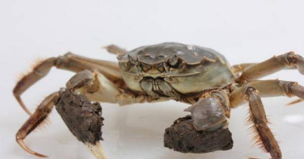 大约是只能依着眼睛在上嘴巴再下的认知,推测出蟹嘴的大致位置.