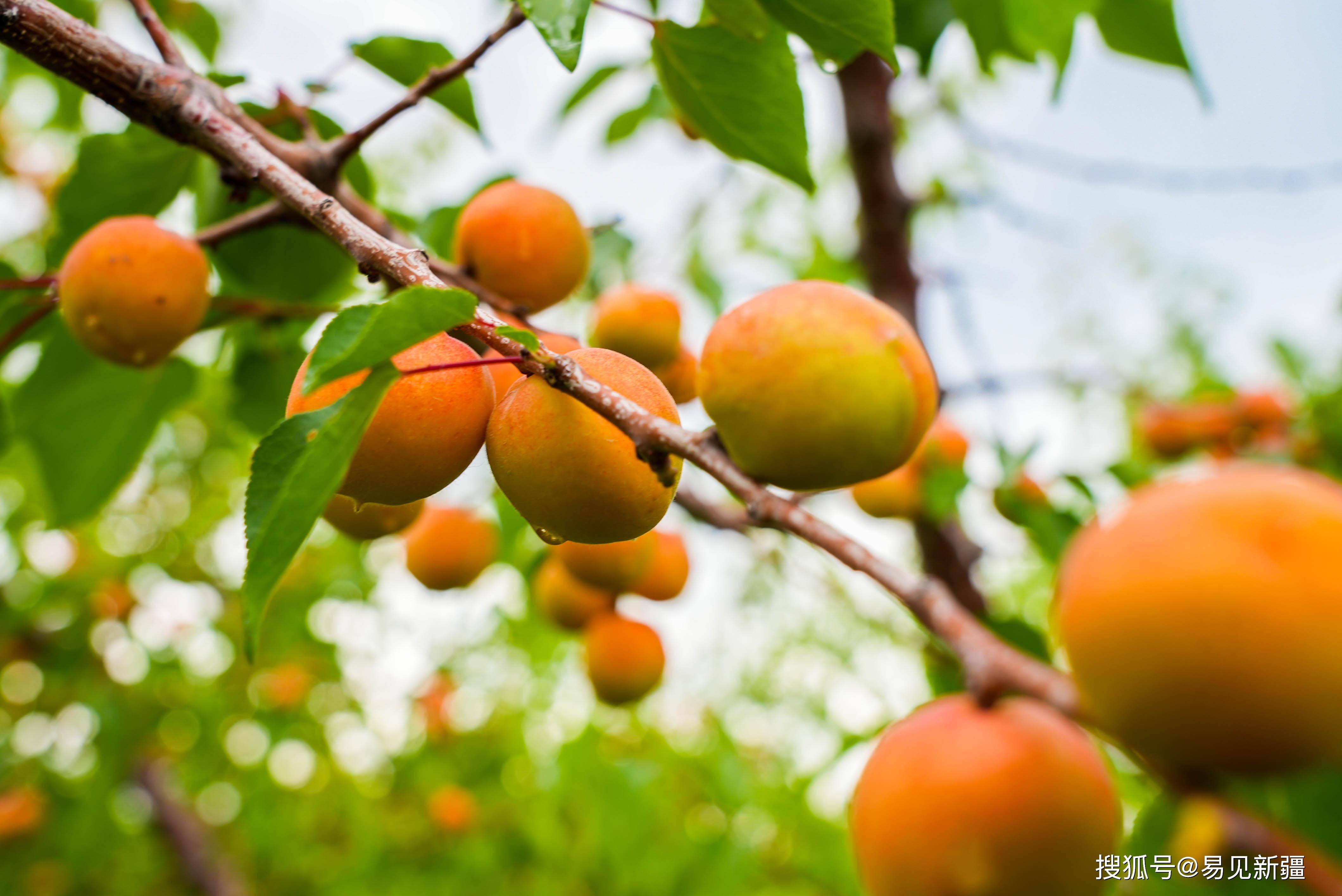 霍尔果斯树上干杏挂满枝