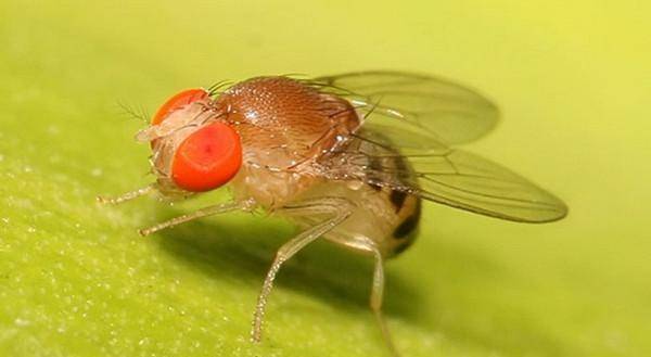 "黑腹果蝇",同时缺乏性生活和食物,它们会选择生存还是繁殖_研究人员