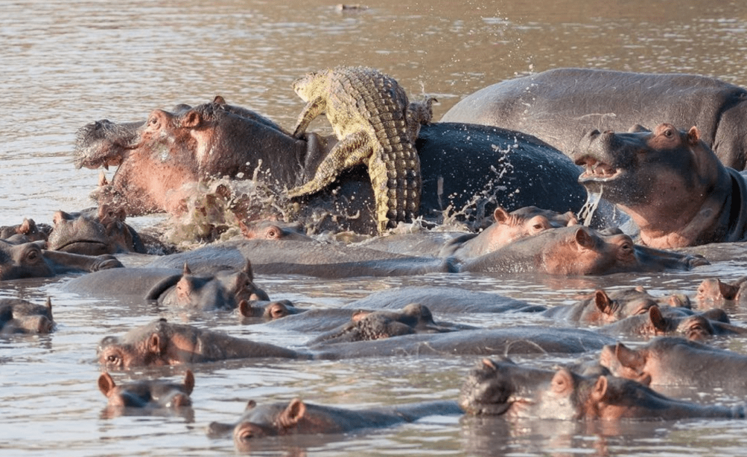原创吃荤的鳄鱼为何不敢招惹吃素的河马有时甚至惧怕河马