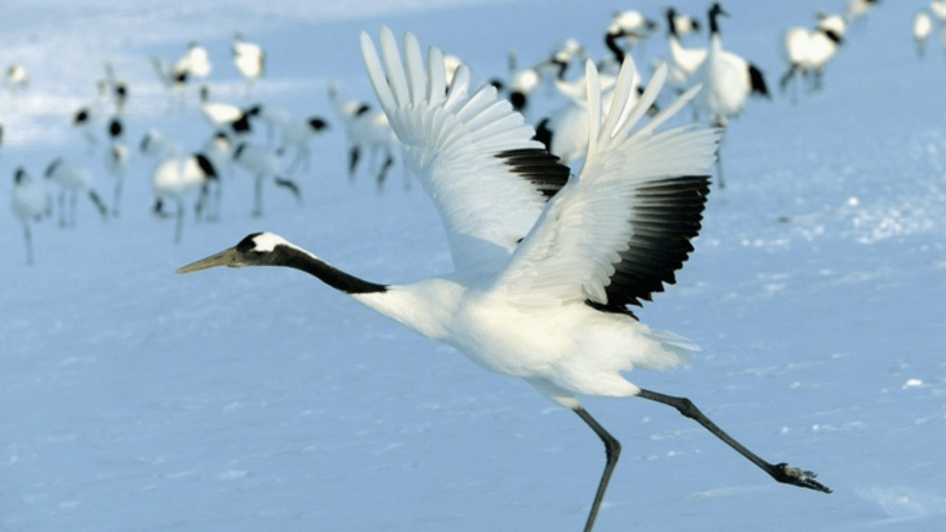 小鹤_繁殖地_crane
