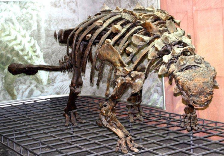 智利发现新种甲龙拥有特殊骨板结构尾巴学者似响尾蛇