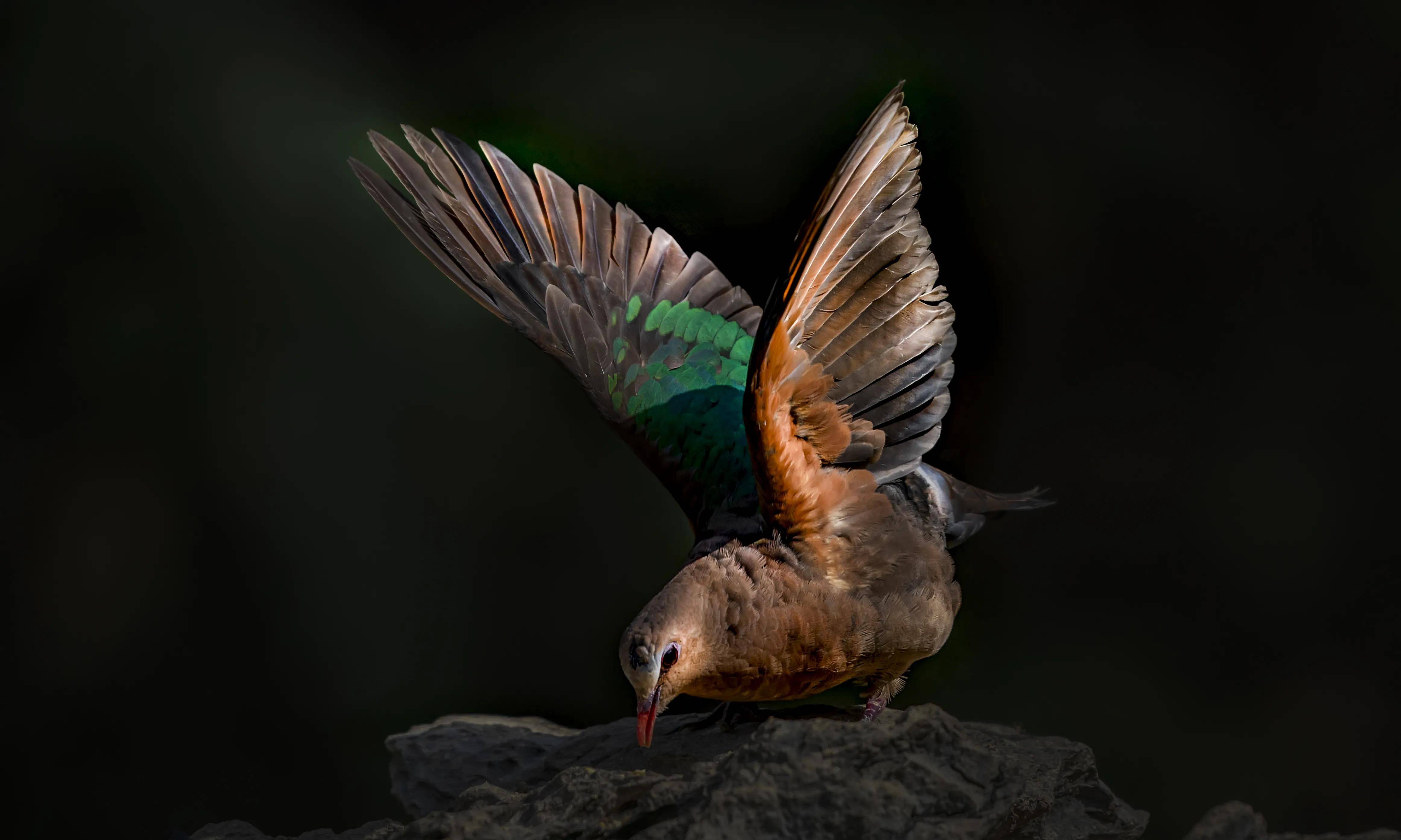 原创东江揽胜一只用尽洪荒之力凹尽各种造型给你拍摄的绿翅金鸠