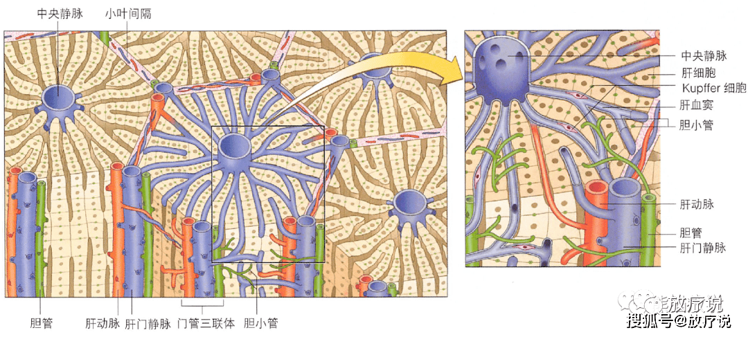 肝脏及肝门解剖图谱，今天它来了！_静脉_分支_结构
