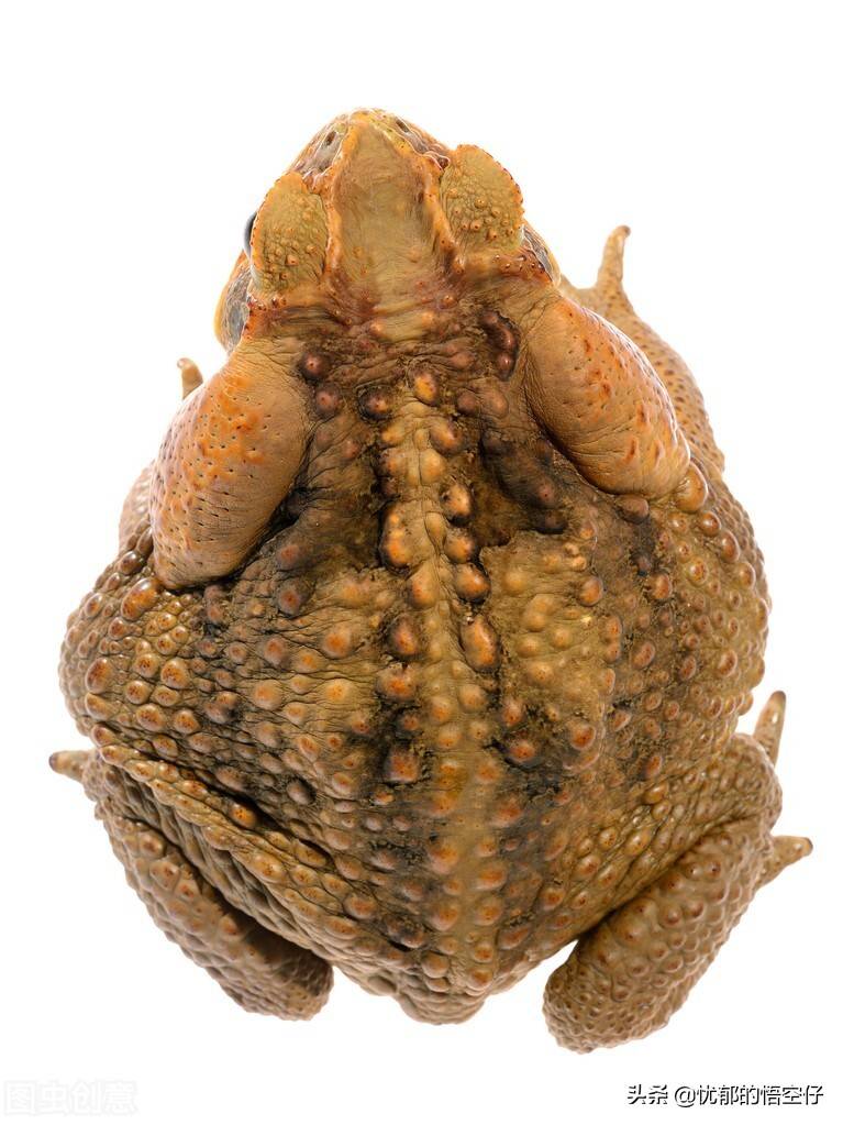 原创剧毒甘蔗蟾蜍入侵台省全年可繁殖毒死毒蛇它们有多危险