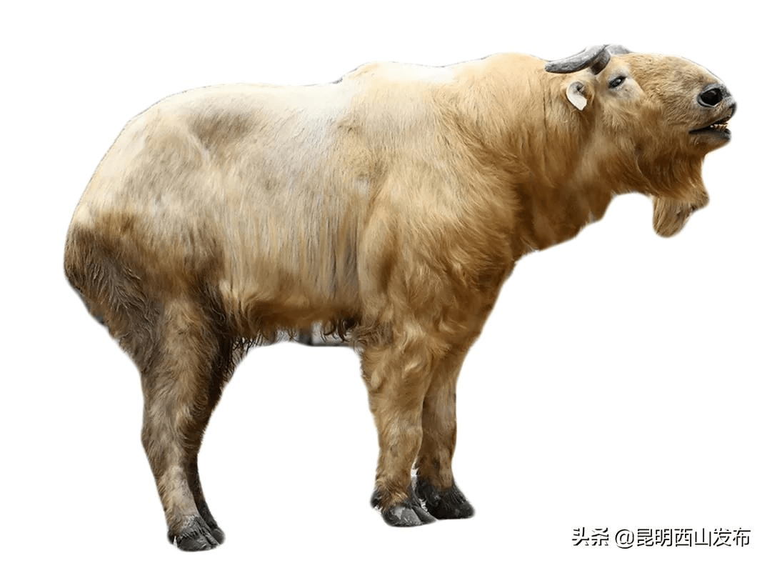 原创中国仅存数千头六不像神兽长啥样